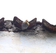 Cale&ntilde;os y extranjeros disfrutaron &lsquo;Camina San Antonio&rsquo;