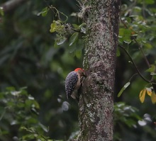 Cale&ntilde;os y extranjeros disfrutaron &lsquo;Camina San Antonio&rsquo;