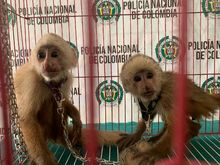 Nueva acci&oacute;n contra el tr&aacute;fico y maltrato animal