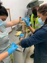 Nueva acci&oacute;n contra el tr&aacute;fico y maltrato animal