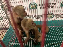 Nueva acci&oacute;n contra el tr&aacute;fico y maltrato animal