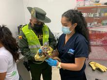 Nueva acci&oacute;n contra el tr&aacute;fico y maltrato animal