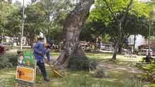Alcald&iacute;a previene ca&iacute;da de &aacute;rboles en temporada invernal