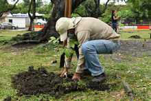 Alcald&iacute;a previene ca&iacute;da de &aacute;rboles en temporada invernal