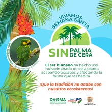 Vivamos Semana Santa sin Palma de Cera