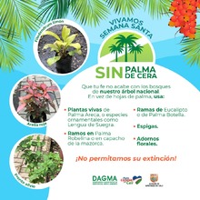 Vivamos Semana Santa sin Palma de Cera