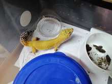 Nuevo golpe a la tenencia y tr&aacute;fico de fauna en Cali