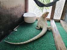 Nuevo golpe a la tenencia y tr&aacute;fico de fauna en Cali