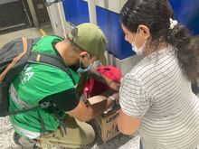 Incrementan acciones de control para proteger la palma de cera