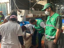 Incrementan acciones de control para proteger la palma de cera