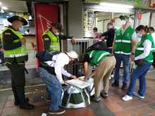 Incrementan acciones de control para proteger la palma de cera