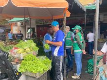 Incrementan acciones de control para proteger la palma de cera