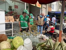 Incrementan acciones de control para proteger la palma de cera