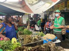 Incrementan acciones de control para proteger la palma de cera