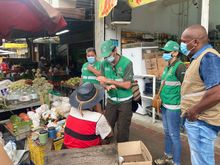 Incrementan acciones de control para proteger la palma de cera