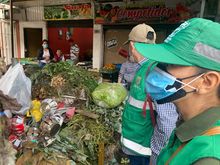 Incrementan acciones de control para proteger la palma de cera