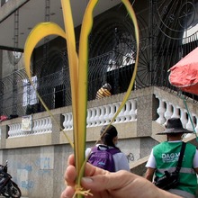 El Dagma realiza controles para proteger la Palma de Cera