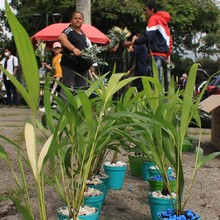 El Dagma realiza controles para proteger la Palma de Cera