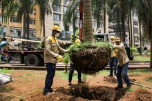 Palmas Zanconas reverdecen la vida en la Plaza de Cayzedo
