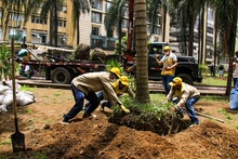 Palmas Zanconas reverdecen la vida en la Plaza de Cayzedo