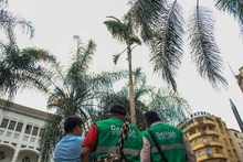 Palmas Zanconas reverdecen la vida en la Plaza de Cayzedo