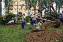 Palmas Zanconas reverdecen la vida en la Plaza de Cayzedo