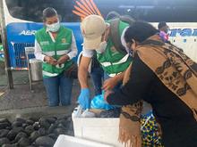 Positivo balance de control al tr&aacute;fico de especies en Semana Santa