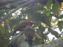 Cale&ntilde;os y visitantes disfrutan los recorridos tur&iacute;sticos durante la Semana Santa 