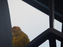 Cale&ntilde;os y visitantes disfrutan los recorridos tur&iacute;sticos durante la Semana Santa 