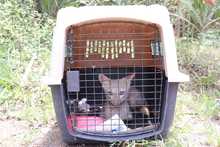 Zorro ca&ntilde;ero retorn&oacute; a su h&aacute;bitat en el cerro de las Tres Cruces