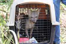 Zorro ca&ntilde;ero retorn&oacute; a su h&aacute;bitat en el cerro de las Tres Cruces