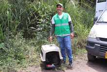 Zorro ca&ntilde;ero retorn&oacute; a su h&aacute;bitat en el cerro de las Tres Cruces
