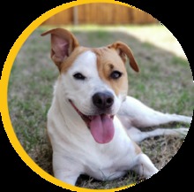 Micrositio Centro de Bienestar Animal