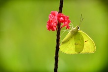 Estrategias para favorecer a los polinizadores 