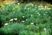 Estrategias para favorecer a los polinizadores 