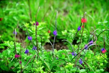 Estrategias para favorecer a los polinizadores 