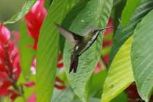 Estrategias para favorecer a los polinizadores 