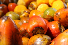 Este viernes, disfruta la gran final del &lsquo;Aut&eacute;ntico Sabor Cale&ntilde;o&rsquo;