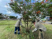 Atenci&oacute;n permanente a &aacute;rboles en riesgo en Cali