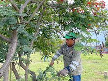 Atenci&oacute;n permanente a &aacute;rboles en riesgo en Cali