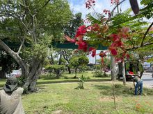 Atenci&oacute;n permanente a &aacute;rboles en riesgo en Cali