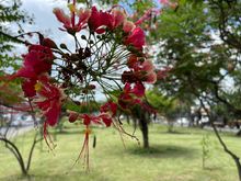 Atenci&oacute;n permanente a &aacute;rboles en riesgo en Cali