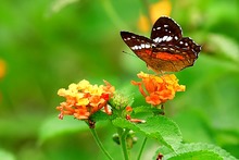 Parque Ambiental Coraz&oacute;n de Pance, protecci&oacute;n de la diversidad biol&oacute;gica