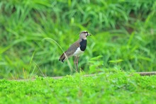 Parque Ambiental Coraz&oacute;n de Pance, protecci&oacute;n de la diversidad biol&oacute;gica