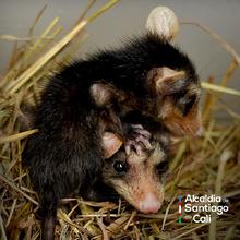 Parque Ambiental Coraz&oacute;n de Pance, protecci&oacute;n de la diversidad biol&oacute;gica