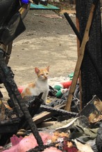 En Las Palmas, 14 hogares damnificados del incendio recibieron ayuda de la Alcald&iacute;a