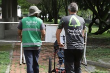 Tecnolog&iacute;a de avanzada para el diagn&oacute;stico de &aacute;rboles en Cali  