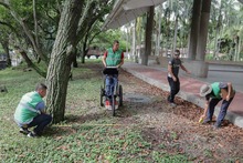 Tecnolog&iacute;a de avanzada para el diagn&oacute;stico de &aacute;rboles en Cali  