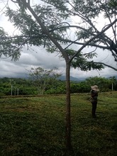 Riqueza forestal del Parque Ambiental Coraz&oacute;n de Pance   