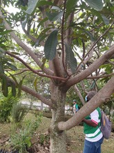 Riqueza forestal del Parque Ambiental Coraz&oacute;n de Pance   